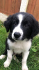 Photo №1. border collie - à vendre en ville de Berlin | 300€ | Annonce №70880