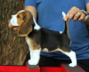 Photo №1. beagle - à vendre en ville de Франкфурт-на-Майне | 376€ | Annonce №127641