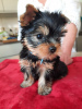 Photo №3. Chiots Yorkshire Terrier. Suède