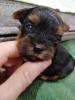 Photos supplémentaires: Chiots Yorkie/Kawaiiork