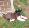 Photo №4. Je vais vendre akita américain en ville de Kraljevo. éleveur - prix - négocié