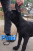 Photo №4. Je vais vendre cane corso en ville de Loznica. éleveur - prix - négocié