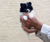 Photo №2 de l'annonce № 78218 de la vente chien bâtard - acheter à USA annonce privée
