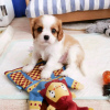 Photo №3. Belle entreprise de chiots Cavalier en santé WhatsApp 37256062792. Belgique