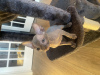 Photo №3. Les chatons Sphynx recherchent une nouvelle maison. USA