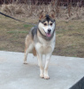 Photos supplémentaires: Asenka est un mélange de husky, un chien merveilleux ! Entre de bonnes mains