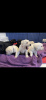 Photo №4. Je vais vendre labrador retriever en ville de Jacksonville. éleveur - prix - 473€