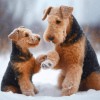 Photo №1. welsh terrier - à vendre en ville de Kruševac | négocié | Annonce №109368