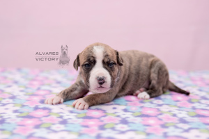 Photos supplémentaires: Chiots Amstaff, pépinière d’élevage "Alvarez Victory"