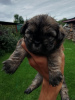 Photo №4. Je vais vendre shih tzu en ville de Daugavpils. annonce privée, de la fourrière, éleveur - prix - 450€