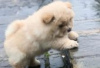 Photo №1. chow-chow - à vendre en ville de Berlin | Gratuit | Annonce №126921