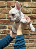 Photo №4. Je vais vendre bouledogue en ville de Cologne. annonce privée - prix - 360€