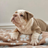 Photo №2 de l'annonce № 112248 de la vente bulldog anglais - acheter à Hongrie annonce privée