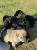 Photo №3. Chiots Labrador (race mixte). Fédération de Russie