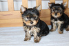 Photo №1. yorkshire terrier - à vendre en ville de Liberec | 300€ | Annonce №123766