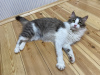 Photos supplémentaires: Une merveilleuse jeune chatte, la chaton Lisa, est à la recherche d'un foyer et