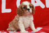 Photo №1. cavalier king charles spaniel - à vendre en ville de Ixelles | 160€ | Annonce №75584