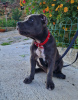 Photo №4. Je vais vendre american bully en ville de Trieste. annonce privée - prix - négocié