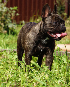 Photo №1. bouledogue - à vendre en ville de Moscou | Négocié | Annonce №4448