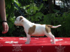 Photos supplémentaires: American Staffordshire Terrier, chiots