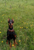 Photo №4. Je vais vendre dobermann en ville de Tbilissi. éleveur - prix - négocié