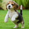 Photo №4. Je vais vendre beagle en ville de Berlin. annonce privée - prix - 331€