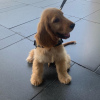 Photo №1. cocker spaniel anglais - à vendre en ville de Riga | 350€ | Annonce №83377