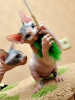 Photo №1. sphynx - à vendre en ville de Штутгарт | 260€ | Annonce № 123667