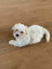 Photo №1. bichon maltais - à vendre en ville de Kiev | 402€ | Annonce №41146