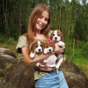 Photo №4. Je vais vendre beagle en ville de Штутгарт. annonce privée - prix - 331€