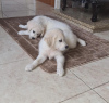 Photo №1. golden retriever - à vendre en ville de Riyadh | 338€ | Annonce №15564