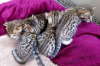 Photo №3. Chatons sous licence Savannah F1,F2,F3,F4,F5 disponibles. USA