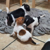 Photo №1. jack russell terrier - à vendre en ville de Birżebbuġa | Gratuit | Annonce №82062