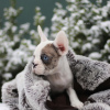 Photo №3. VIP bouledogue français chiot couleur rare merle bleu blanc noir fille et garçon. Pologne