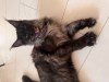 Photo №4. Je vais vendre maine coon en ville de Ufa. annonce privée - prix - négocié