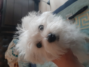 Photo №1. bichon maltais - à vendre en ville de Minsk | 121€ | Annonce №6591