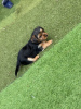 Photo №1. Beaux chiots Yorkshire en ville de Freehold. Prix - 379€. Annonce № 111399