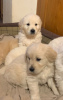 Photos supplémentaires: Chiots Golden Retriever disponibles à la vente