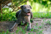 Photos supplémentaires: Filles American Staffordshire Bull Terrier