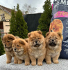 Photo №2 de l'annonce № 83141 de la vente chow-chow - acheter à Serbie éleveur