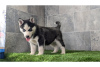 Photo №1. husky de sibérie - à vendre en ville de Magdeburg | Gratuit | Annonce №120494