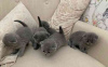 Photo №1. scottish fold - à vendre en ville de Антверпен | 200€ | Annonce № 125203