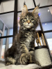 Photo №1. maine coon - à vendre en ville de Jünkerath | 400€ | Annonce № 106950