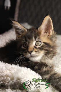 Photo №2 de l'annonce № 4706 de la vente maine coon - acheter à Fédération de Russie de la fourrière, éleveur