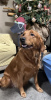 Photo №1. golden retriever - à vendre en ville de Nuremberg | 300€ | Annonce №56606