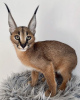 Photo №1. caracal - à vendre en ville de Berlin | négocié | Annonce № 83027