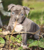 Photo №1. american pit bull terrier - à vendre en ville de Антверпен | 615€ | Annonce №55884