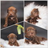 Photo №4. Je vais vendre american pit bull terrier en ville de Saint-Pétersbourg. annonce privée - prix - 1848€