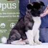 Photos supplémentaires: Chiots Akita américains