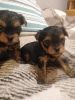 Photo №3. Chiots Yorkie miniatures.. La finlande